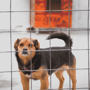 adopt-a-dog-month-october